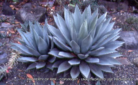 Agave Parryi v. parryi