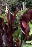 Canna 'Australis'