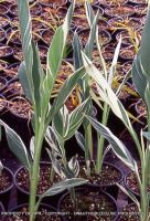 Canna 'Stutgart'