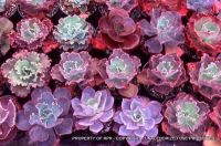 Echeveria hybrids