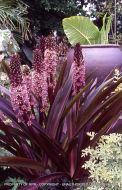 Eucomis 'Sparkling Burgundy'