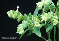 Euphorbia lagunillarum