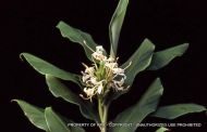 Hedychium coronarium