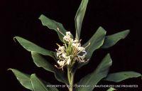 Hedychium coronarium
