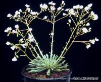 Lewisia columbiana v. columbiana