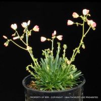 Lewisia columbiana v. rupicola