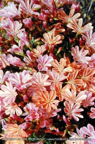 Lewisia cotyledon