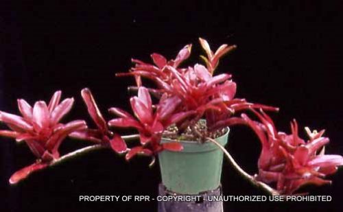 Neoregelia 'Fireball'