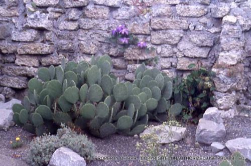 Opuntia cycloides