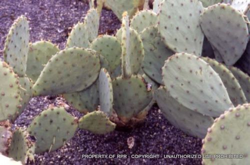 Opuntia subarmata