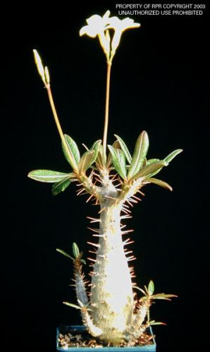 Pachypodium rosulatum