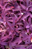 Tradeescantia 'Purple Heart'